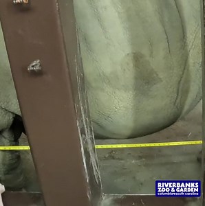 Bill, Kande, and Winnifred represented Riverbanks Zoo in a rhino study to help better our understanding of these gentle giants. Multiple forms of data were taken to contribute to the study and will be combined with that of institutions around the globe to further our conservation efforts and provide better care for rhinos worldwide. #riverbankszoo #rhino #conservation | Riverbanks Zoo and Garden