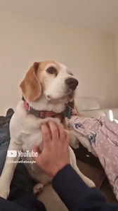 6 things your beagle will steal from you