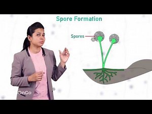 Asexual Reproduction through Spore Formation Video Lecture - Class 7