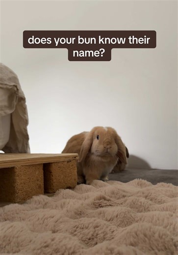 bailey and benji on TikTok