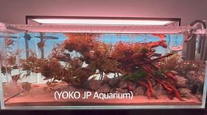 High quality tank with Altum Angel fish …….! | YOKO JP Aquarium