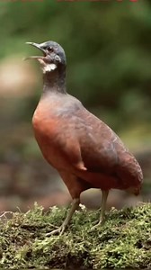 Burung Tinamou ( Crypturellus Soui ) Adalah spesies tinamou dan ditemukan di Amerika Tengah dan Selatan serta di pulau Karibia Trinidad. #burungunik #burunglangka #burungviral #burungfyp #tinamou #burungtinamou #kicaumania #kicauburung #burungkicau #fbpro #reels #birds #bird #nature #viral #burung #gacor #masteran #fyp | Azka Kicau
