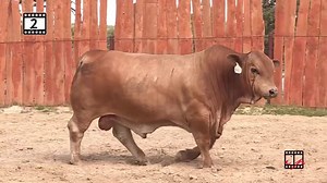 Looking for bulls that hold up and make thrifty replacement females? Easy fleshing, heavy muscled bulls like this will be selling Friday, September 25 in Arcadia, Florida. Join us for dinner on Thursday night at Arcadia Stockyard at 6:00pm. www.BeefmasterBullSale.com | Beefmaster Bull Sale