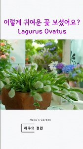 바니테일 (Lagurus ovatus) 꽃이 시들어도 버리지 마세요