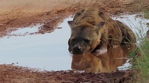 Hyena plunged itself into the puddle of water in order to cool off during a hot day in the African Bush Kingdom #safari #LiveYourWild #wildlife #nature #animal #naturelover #lions | African Bush Kingdom