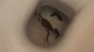 Jeremy Clarkson panics after finding a frog swimming in his toilet