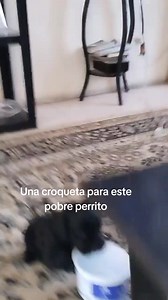 Perrito tiernito: una croqueta para este pobre perrito
