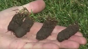 Dethatching | Nutri-Lawn