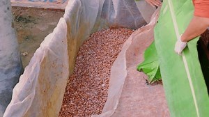 Cacao Beans Cacao Seed Fresh Cacao Stock Footage Video (100% Royalty-free) 3434412833 | Shutterstock