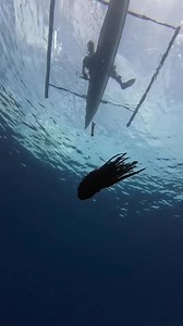 Octupos 🐙😍♥️ #thankyouforwatchingmyreels #fbreelsfypシ゚viralvideo #fbfishhunting #fbreelsfypシ゚ #monitizereels #fbfolowers #StarsEverywhere #thankyouforyoursupport | Taga Sisid