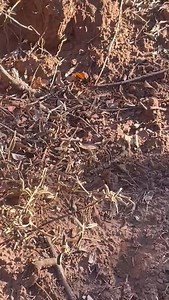An awesome sighting of a spider-hunting wasp with her prey. The female wasp attacks a spider, stings it to paralyze it, then drags it back to a den burrow where she buries it alive after laying a single egg on top of the spider. The egg then hatches and eats the spider from the inside out before digging their way out to the surface. Video supplied by guide Kathleen. Nature is so amazing! #nature #southafrica #insect #spider #huntingwasp #safari #wildlife #gamereserve #easterncape #summersafari #