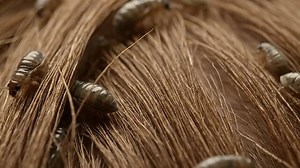 Black lice on a leaf