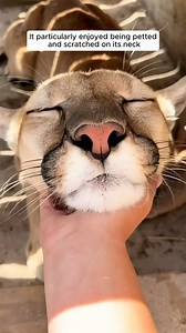 2.1K views · 51 reactions | A photographer saved an abandoned puma cub #animallover #animalrescue #animalsofinstagram #animalworld #animalplanet #animalslover #rescueanimals #loveanimals #puma | AnimalLove Stories | Facebook