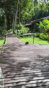The Mulu canopy walk tour at Gunung Mulu National Park