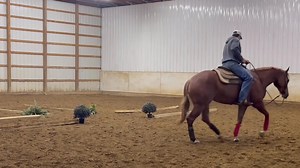 16K views · 365 reactions | Hey Sara ✨ Feta had a great Congress bringing home $2,400 in the 2 Year Old Coughlin Auto Western Pleasure Futurity. We sure are excited add trail to her resume next year!!  ••Proudly owned by Dan and Trina Fisher-Lowery | Yoder Performance Horses | Facebook