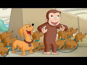 Los perros acrobáticos | Jorge El Curioso En Español