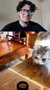 🐱 Reflejos de ninja: este gato no falla | Dannyel