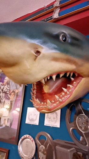 🎬 Από τα Σαγόνια του Καρχαρία… κατευθείαν στον τοίχο σου! Μιλάμε για life-size prop εμπνευσμένο από το θρυλικό Jaws τόσο ρεαλιστικό που νιώθεις ότι είναι έτοιμο να σε κατασπαράξει! 🦈 Εντυπωσιακή λεπτομέρεια, 🦷 τρομακτικά δόντια, 💥 απόλυτο WOW effect! Ιδανικό για: ✅ Man Cave ✅ Bars / Beach bars ✅ Horror / Movie Fans ✅ Συλλέκτες που ζουν για σπάνια statement pieces Αν θες κάτι που τραβάει τα βλέμματα πριν καν μιλήσεις… 👉 Αυτός ο καρχαρίας είναι ο πρωταγωνιστής σου. ⚠️ Πιάσ’ τον πριν γίνεις κα