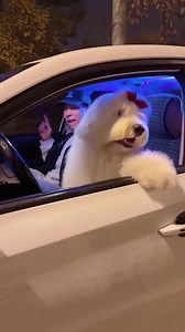 3.8K views · 69 reactions | This can't be #real  | Meme street | Facebook