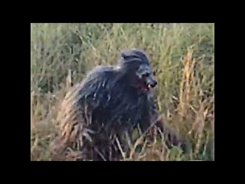 THIS SHOCKING FOOTAGE OF DOGMAN WAS JUST LEAKED!!