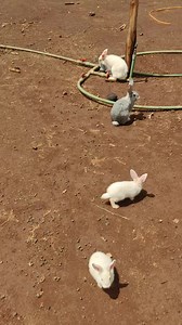 11K views | A female rabbit on heat. | Easy Biz Projects | Facebook