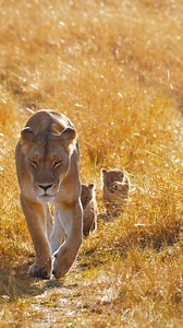 23K views · 1.2K reactions | Witness the heartwarming bond between a lioness and her cubs in their natural habitat. 女❤️ #LionLove #CubLife #WildlifeBonding #NatureIsBeautiful #FamilyMoments #SafariSightings #ProtectWildlife #lioness #lion #lioncubs | Listpull | Facebook