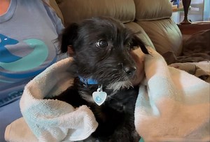 107K views · 2.2K reactions | Snuggle therapy for Magic ❤️ She still...