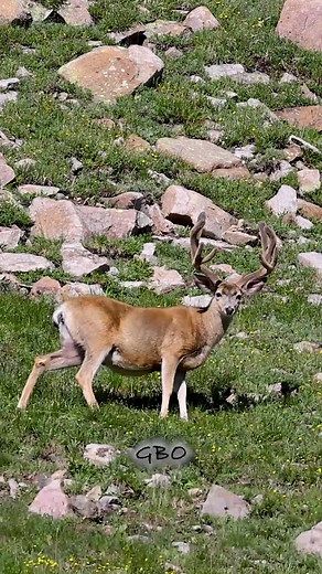 Beautiful, heavy antlered mule deer buck getting fat at almost 12,000 feet elevation. www.GoodBullGuided.com | Good Bull Outdoors