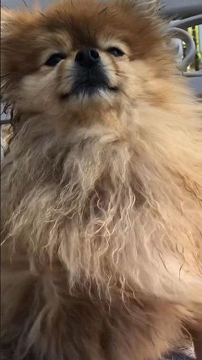 Brushing a pomeranian's fur hair | grooming cute dog