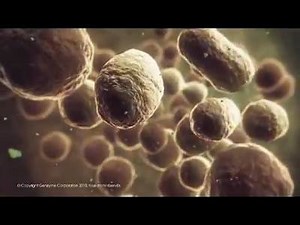 La bio-production de protéines thérapeutiques (la biotechnologie) | Biologie Université