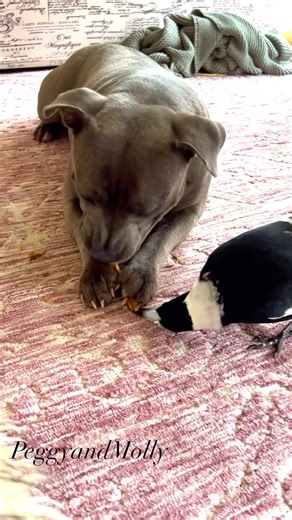 Peggy , what have you got there ? Can I have some ? 🐶🐾🕊💜 | Peggy and Molly