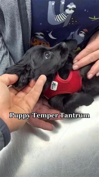 62K views · 6.1K reactions | Puppy temper tantrum. #drtom #patienceformypatients #veterinariansoftiktok #veterinarian #viral #love #vetlife #vetmed #animaldoctor #fyp #foryou #puppy #puppiesoftiktok @goclove @gma | Dr.Tom | Facebook