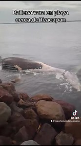 1.9K views · 28 reactions | #Sinaloa  Una ballena vara en playa cerca de Teacapan, lleva varios días | Reporte Ciudadano Sinaloa | Facebook