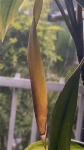 9.6K views · 487 reactions | How I love the smell of rain and the seductive dance of every drop on the wet plants. | KAA | Facebook