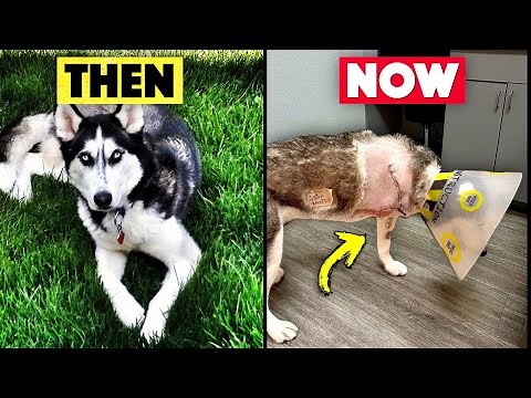 My Husky Lost Her Leg (but shouldn’t have)