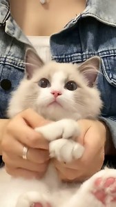 1.5K views · 239 reactions | Overloaded cute kittens  | Pets Life | Facebook