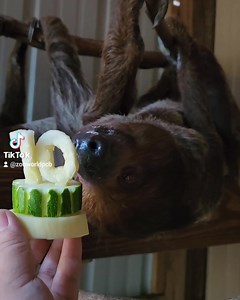 Happy 10th birthday, Moe the Sloth! #sloth #birthdayparty #slothlove #slothlover #birthday | ZooWorld Panama City Beach