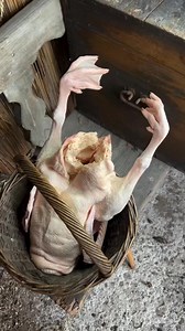 442K views · 2.3K reactions | Popelavá husa  Czech Republic  Explore more: tasteatlas.com/czech-republic A traditional Czech rural dish where a whole goose is roasted slowly in hot ash and embers, keeping the meat tender and lightly smoky. It is served with škvarková kaše, a hearty grain mash with pork cracklings that is often spread on bread, and bílé zelí, gently braised white cabbage. Credit: @zapomenuty_venkov | TasteAtlas | Facebook