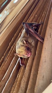 Psst—it's #BatWeek! Support your favorite flying mammals by donating to their care at https://bit.ly/batweek23. #BatWeek | Austin Bat Refuge