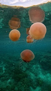 17K views · 260 reactions | RAJA AMPAT! Every evening these stinging...