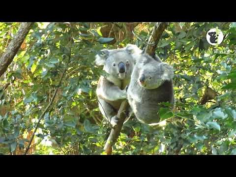 Koalas mating