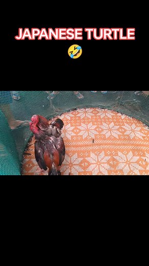 Balabagan Asil Plucker Breeder on Reels