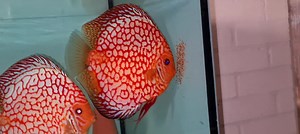 Chens Discus UK on Reels