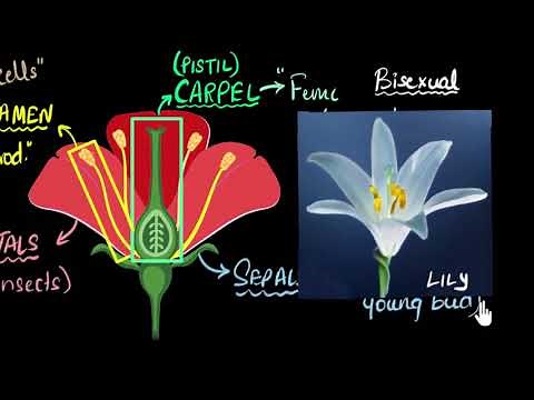 Flower: Sexual parts (unisexual & bisexual) | How do organisms reproduce | Biology | Khan Academy