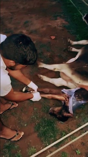 Cow Gives Birth to Calf