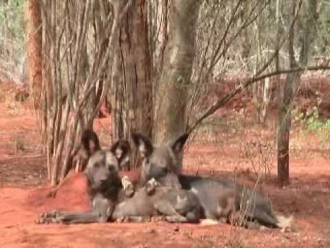 African Painted Dogs - Mkomazi