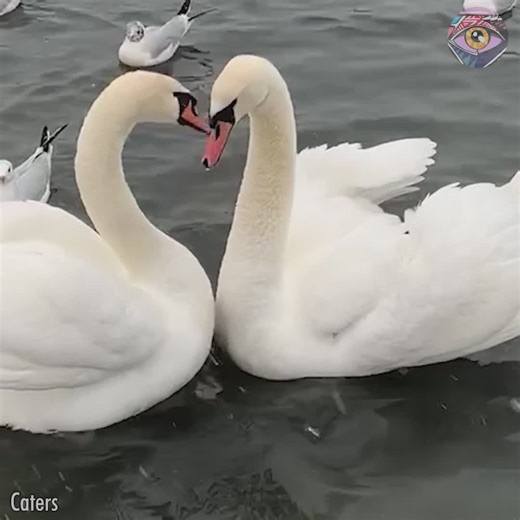 Boys, you have so much to learn from swans | HomeChic