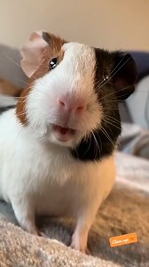 Close Up Come Here Call piggy 😙 | Linda Miller