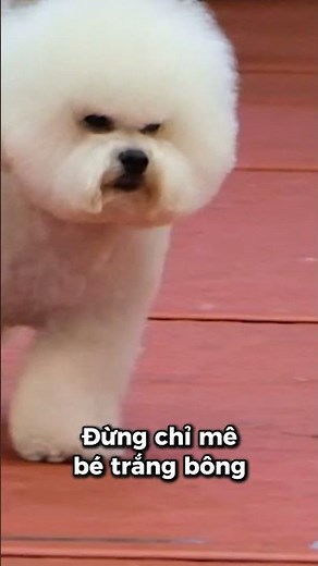 How to raise a Bichon dog for beginners | Remember these 3 things and it will be much easier.