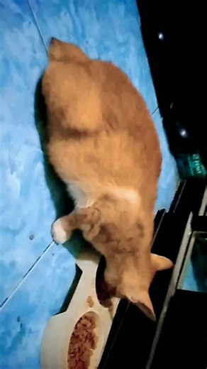 Wati wati Wati on TikTok